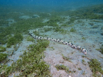 A long Feather mouth sea cucumber (Synapta maculata) stretches across the sandy seabed, dive site