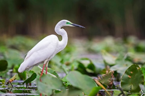 Great White Egret (Ardea alba modesta) type Modesta, winter visitor, migratory bird, resting bird,