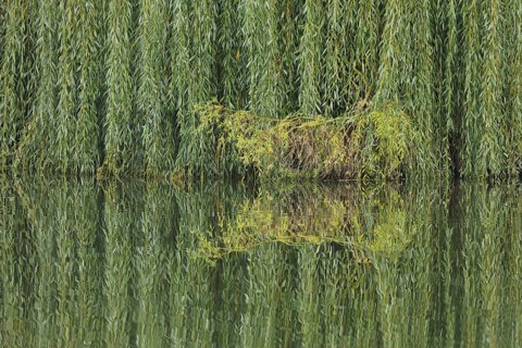 Green Babylon willow (Salix babylonica) with branches and twigs on the banks of the Lahn and