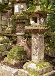 Kasuga-taisha shrine, Nara, Japan, Asia