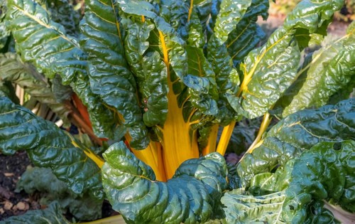 Chard, yellow-stemmed, vegetable patch, North Rhine-Westphalia, Germany, Europe