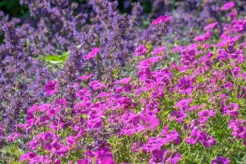 Purple catmint and pink cranesbill bloom side by side in a lively garden, Germany, Europe