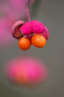 Peacock, spindle bush (Euonymus europaeus), fruit stand, Emsland, Lower Saxony, Germany, Europe