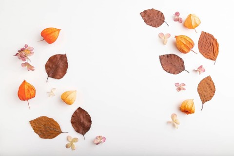 Composition with yellow and brown beech autumn leaves, physalis and hydrangea flowers, mockup on