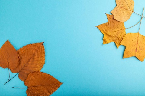 Composition with yellow and brown autumn leaves on blue pastel background. flat lay, top view,
