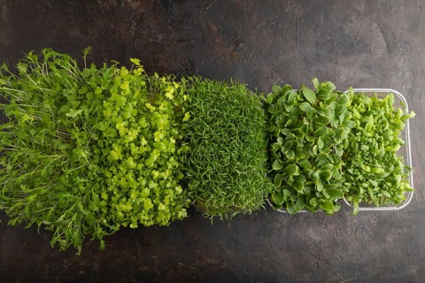 Set of boxes with microgreen sprouts of spinach, carrot, chrysanthemum, borage, mizuna cabbage on