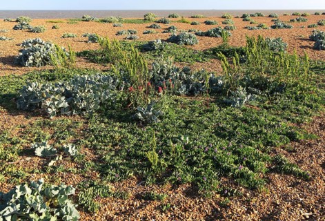 Sea Pea plant, Lathyrus japonicus, valerian, and sea kale plants, Shingle Street, Suffolk, England,