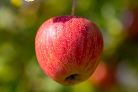 Ripe apple on the tree