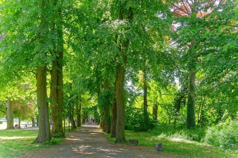 Gardelegen's ramparts with their old trees are designed as cycle paths and footpaths. Hanseatic