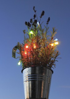 Lavender (Lavandula), in the blue sky, with fairy lights, North Rhine-Westphalia, Germany, Europe
