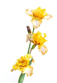 Beautiful multicolored iris flower isolated in white. Close up