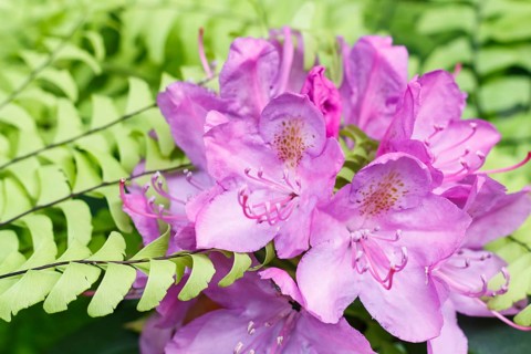 Rhododendron (azalea) flowers of various colors in the spring garden. Closeup. Blurred background