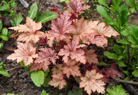 Heuchera or coral bells, plant with beautiful colored leaves
