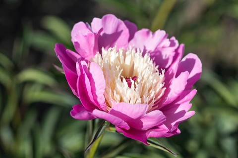 Pink peony flower in a botanical garden