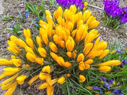 Crocuses blooming in the botanical garden in spring