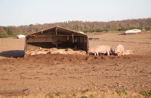 Outdoor free range pig farming, Wantisden, Suffolk, England, United Kingdom, Europe