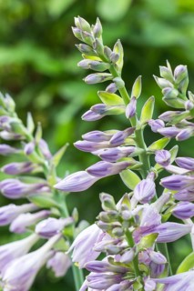 Hosta blooming in the garden in summer
