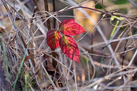 Dewberry (Rubus caesius), leaf, close-up view, autumn, discoloured, red, Germany, The colourful