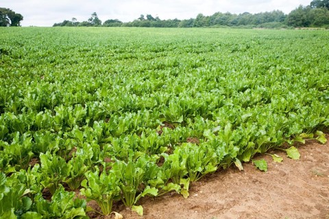 Green leaves of sugar beet plants, Beta vulgaris, crop growing in a field near Shottisham, Suffolk,