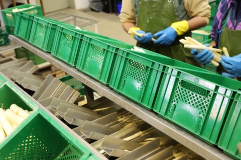 Agriculture asparagus washing and sorting with washing machine and sorting machine on a farm in