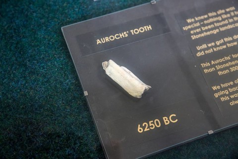 Tooth of auroch aged 6250 BC, Amesbury History Centre, Wiltshire, England, UK
