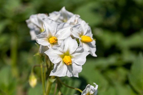 Close-up of a flowering potato plant