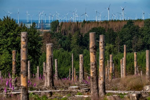 Cleared forest in the Eggegebirge, near Lichtenau, Paderborn district, site of a spruce forest that