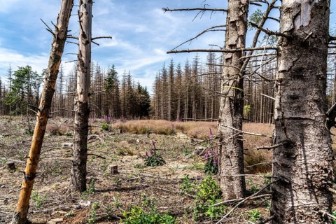 Cleared forest in the Eggegebirge, near Lichtenau, Paderborn district, site of a spruce forest that