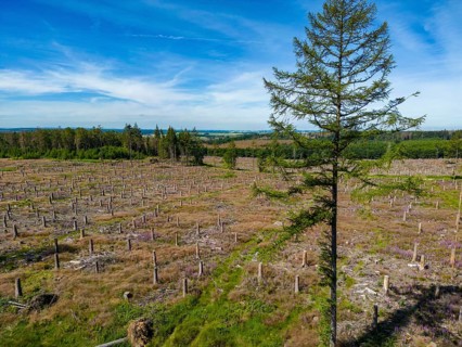 Cleared forest in the Eggegebirge, near Lichtenau, Paderborn district, site of a spruce forest that