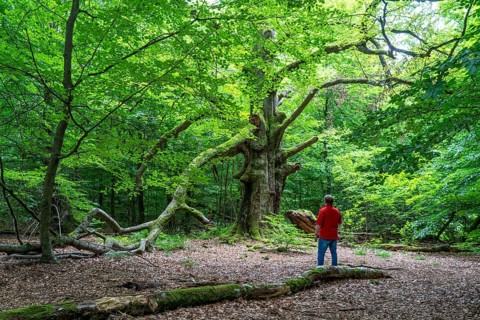 The Sababurg primeval forest, or primeval forest in the Reinhardswald, is a 95-hectare biotope