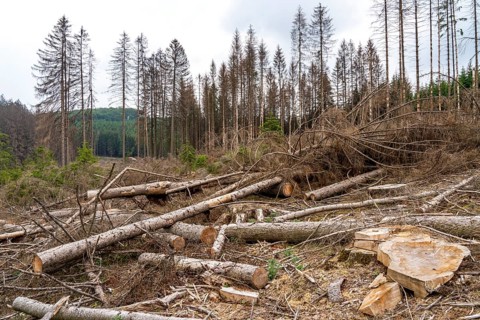Forest dieback in the Arnsberg Forest nature park Park, over 70 per cent of the spruce trees are