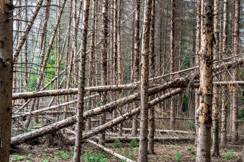 Forest dieback in the Arnsberg Forest nature park Park, over 70 per cent of the spruce trees are