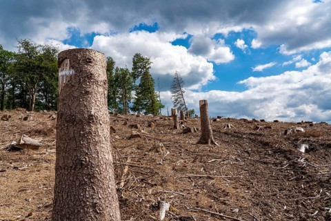 Forest dieback in Sauerland, north of Lüdenscheid, cleared area, diseased trees, over 70 per cent