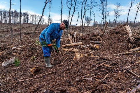 Reforestation in the Arnsberg Forest near Warstein-Sichtigvor, Soest district, forestry workers