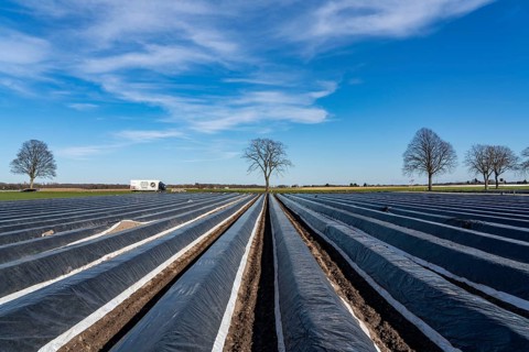 Agriculture on the Lower Rhine, early season, asparagus cultivation in spring, under plastic