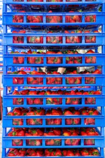 Freshly harvested strawberries, packed in boxes and crates for the consumer, strawberry cultivation
