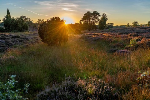 Westruper Heide, in the Hohe Mark Westmünsterland nature park Park, near Haltern am See, heather