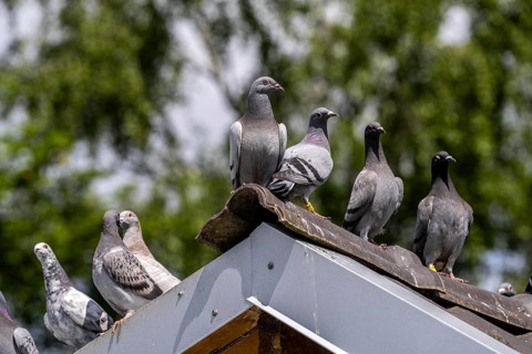 Carrier pigeons, on a pigeon loft, pigeon fancier, Mülheim, North Rhine-Westphalia, Germany, Europe