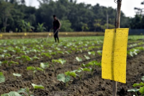 Farmer installs a yellow sticky card to control insects in an organic farm in a village in the