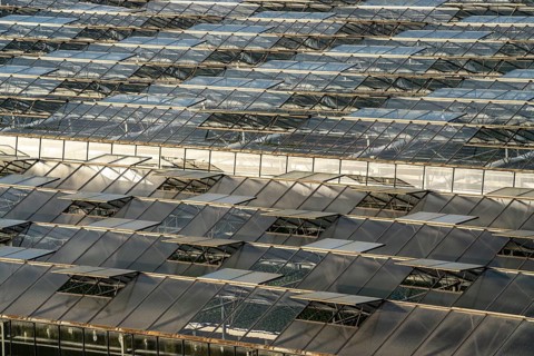 Nursery, plant cultivation, glass greenhouses, skylights open, roofs, Düsseldorf-Volmerswerth,