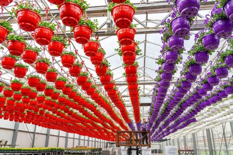 Horticultural business, flower pots, so-called petunia ampel, grow in a greenhouse, under the glass