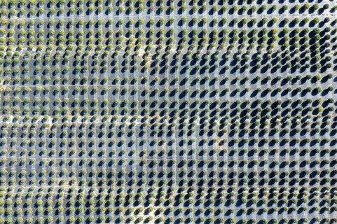 Paw Paw, Michigan, Grasshopper Farms, a large outdoor cannabis grower in west Michigan