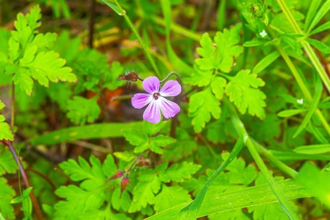 Ruprechtskraut (Geranium robertianum), Stinking Cranesbill, close-up, nature photograph, landscape