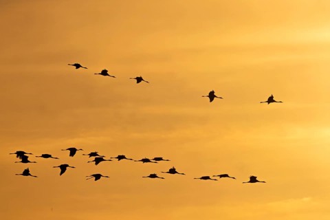 Silhouetten von Vögeln fliegen am orangefarbenen Himmel eines Sonnenuntergangs, Kraniche auf dem
