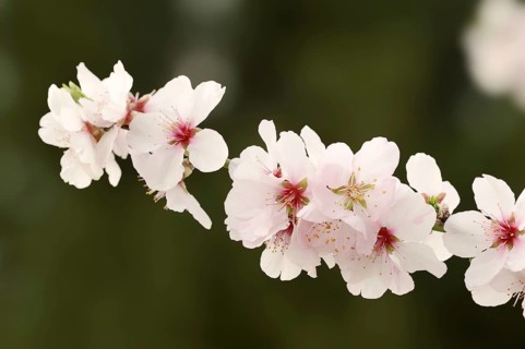Almond tree (Prunus dulcis, Prunus amygdalus), blossoms, Hessische Bergstrasse, Hesse, Germany,