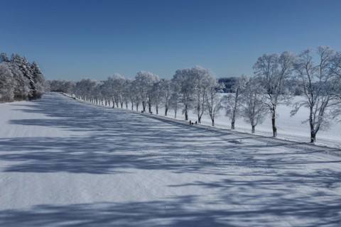 Tree avenue St. Johann, Swabian Alb, Baden-Württemberg, Germany, Swabian Alb, Baden-Württemberg,