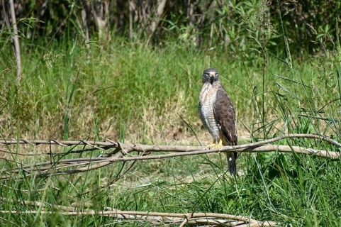 Roadside hawk (Rupornis magnirostris) in the wild, seen in Buenos Aires, Argentina, South America