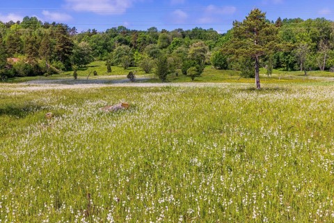 Landscape view at a wet meadow with flowering Broad leaved cotton grass (Eriophorum latifolium) in