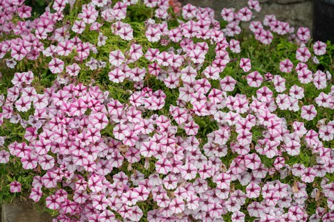 Petunias (Petunia) Bavaria, Germany, Europe