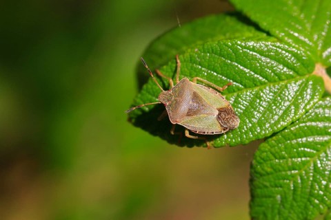 Bug, September, Germany, Europe